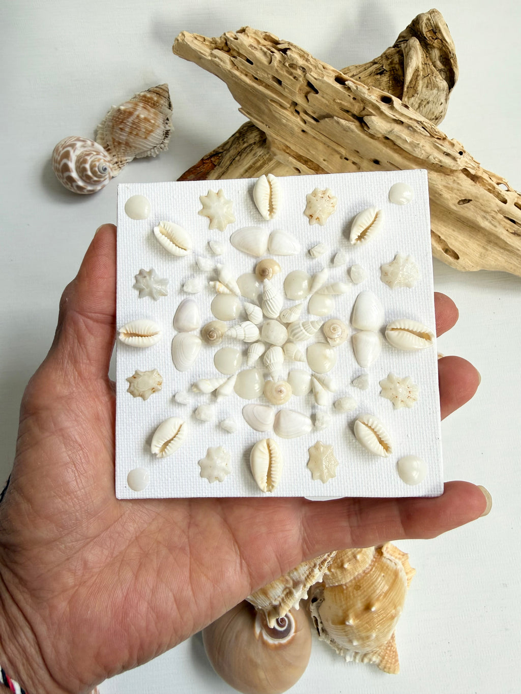 Coastal Shell Bloom