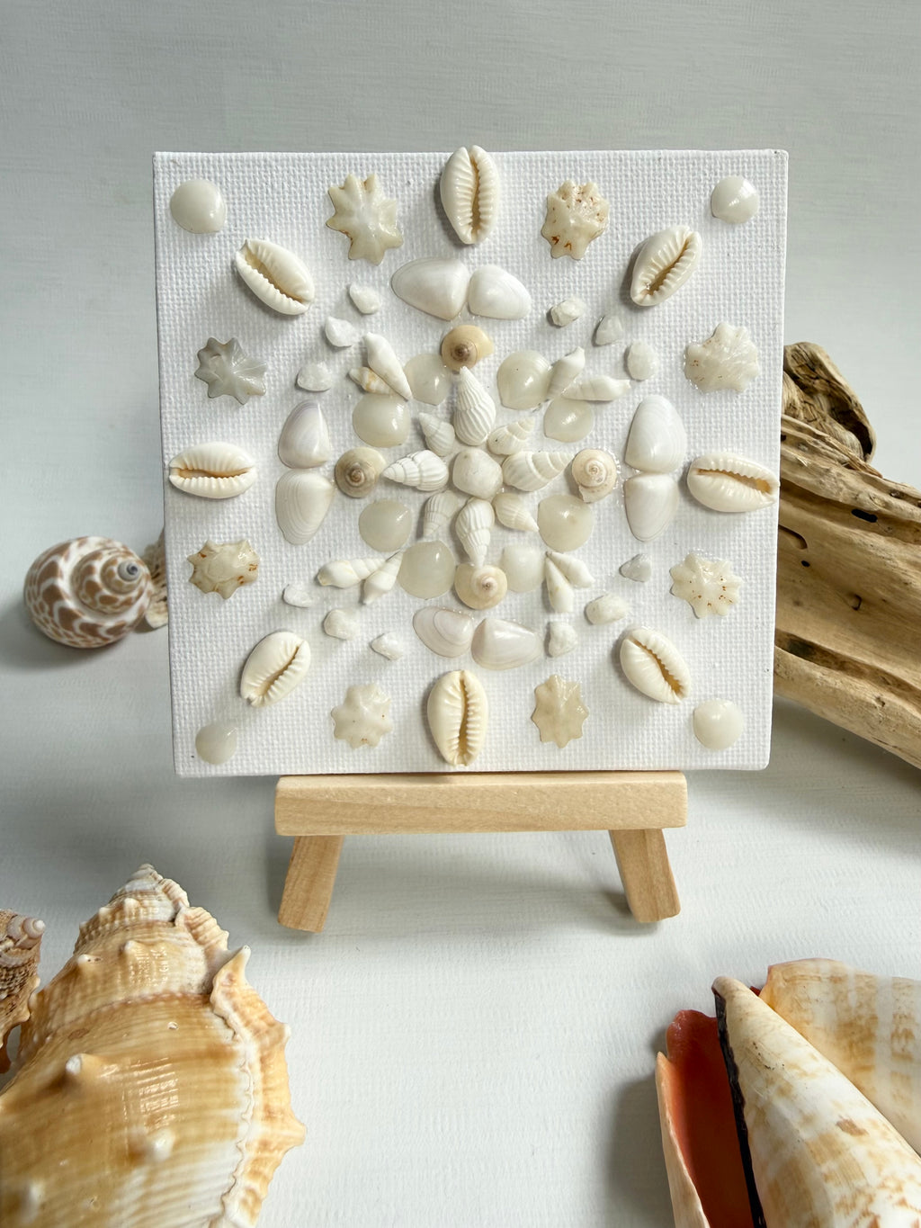 Coastal Shell Bloom