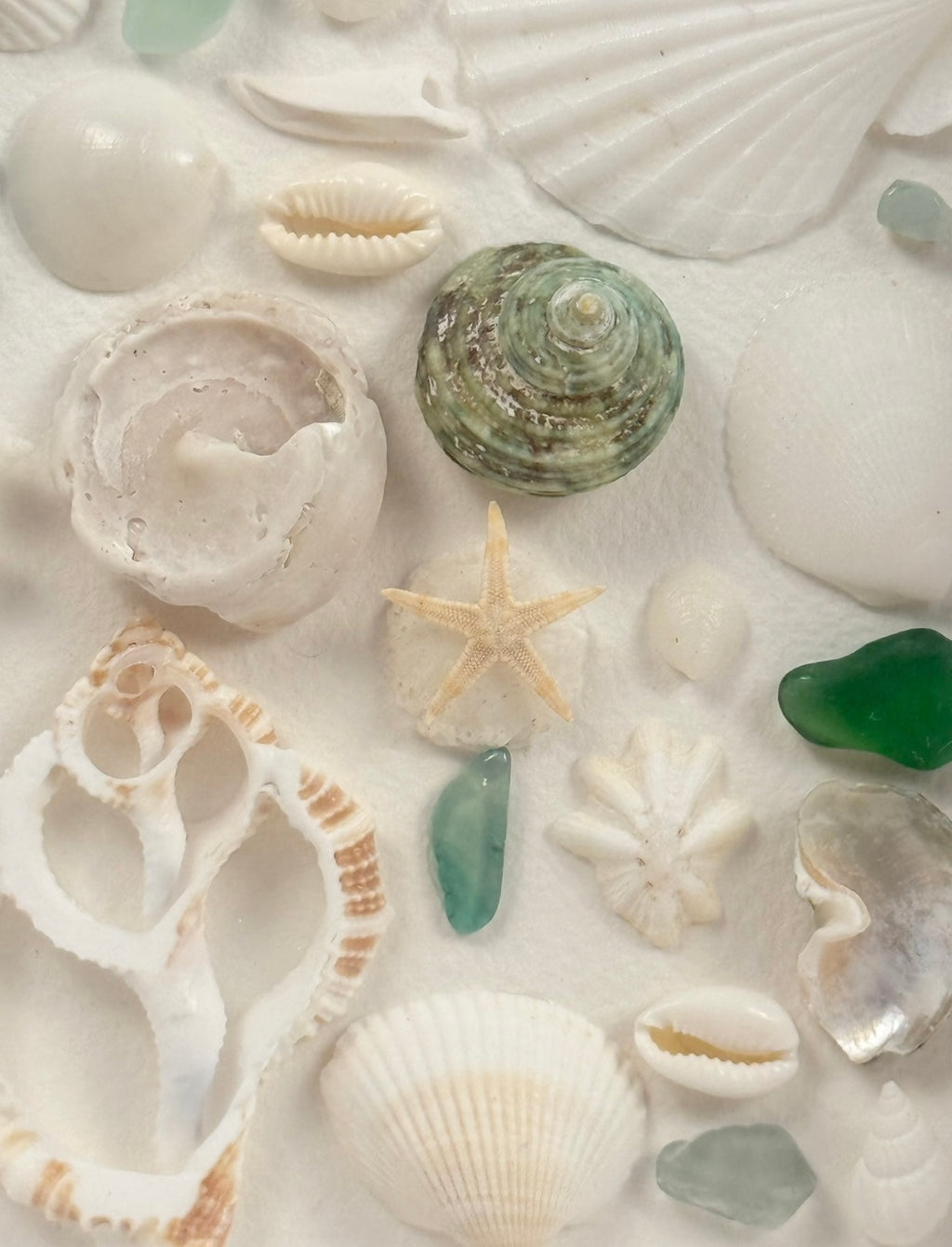 Blue Ocean Collection – Sea Glass & Shell Specimen Frame

Inspired by the vibrant colors of the ocean, this one-of-a-kind specimen frame features genuine seashells, coral, starfish, and striking blue sea glass.

Each element is thoughtfully arranged to hi