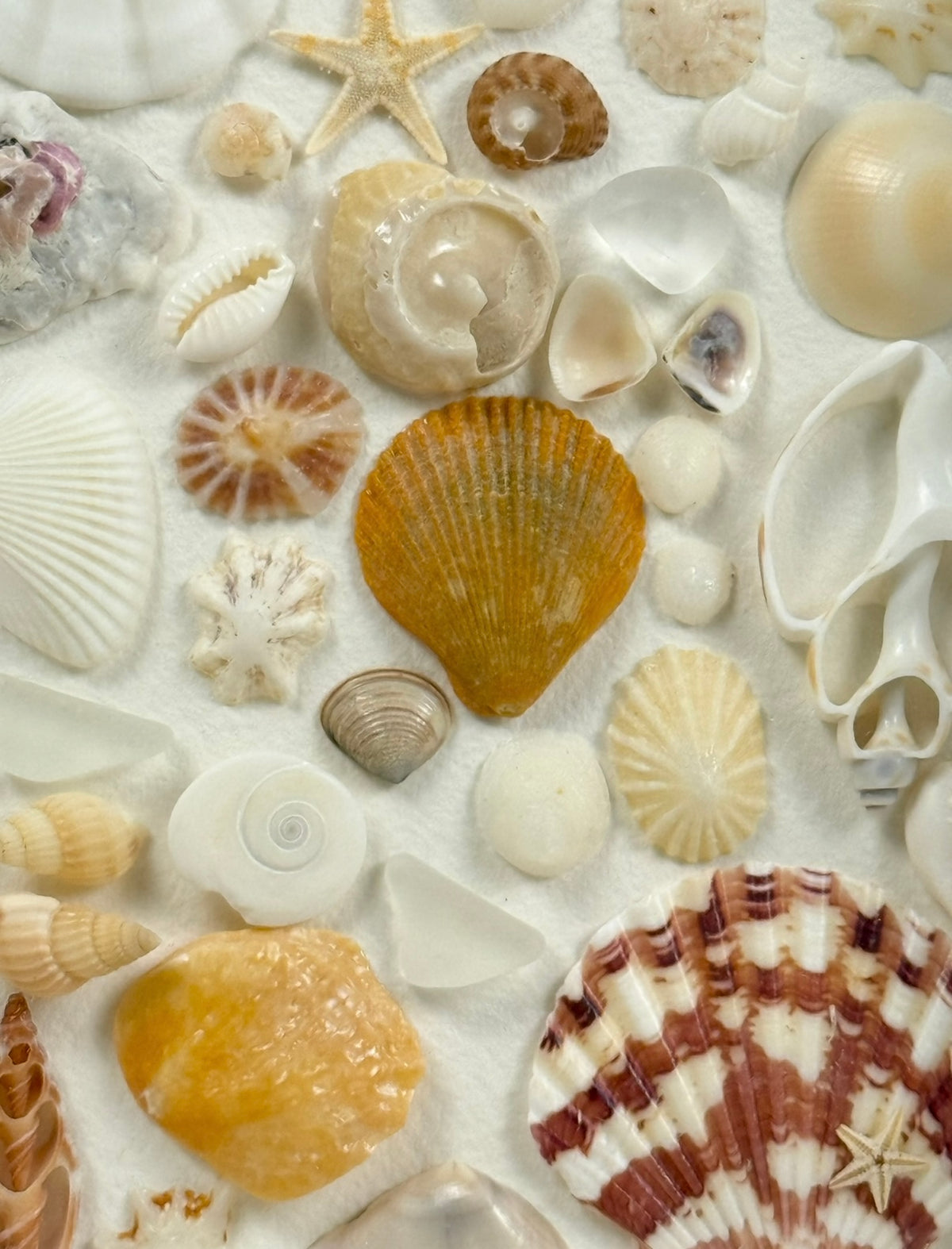 Sea Treasures Collection