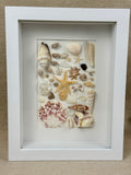 Coastal Seashell Specimen