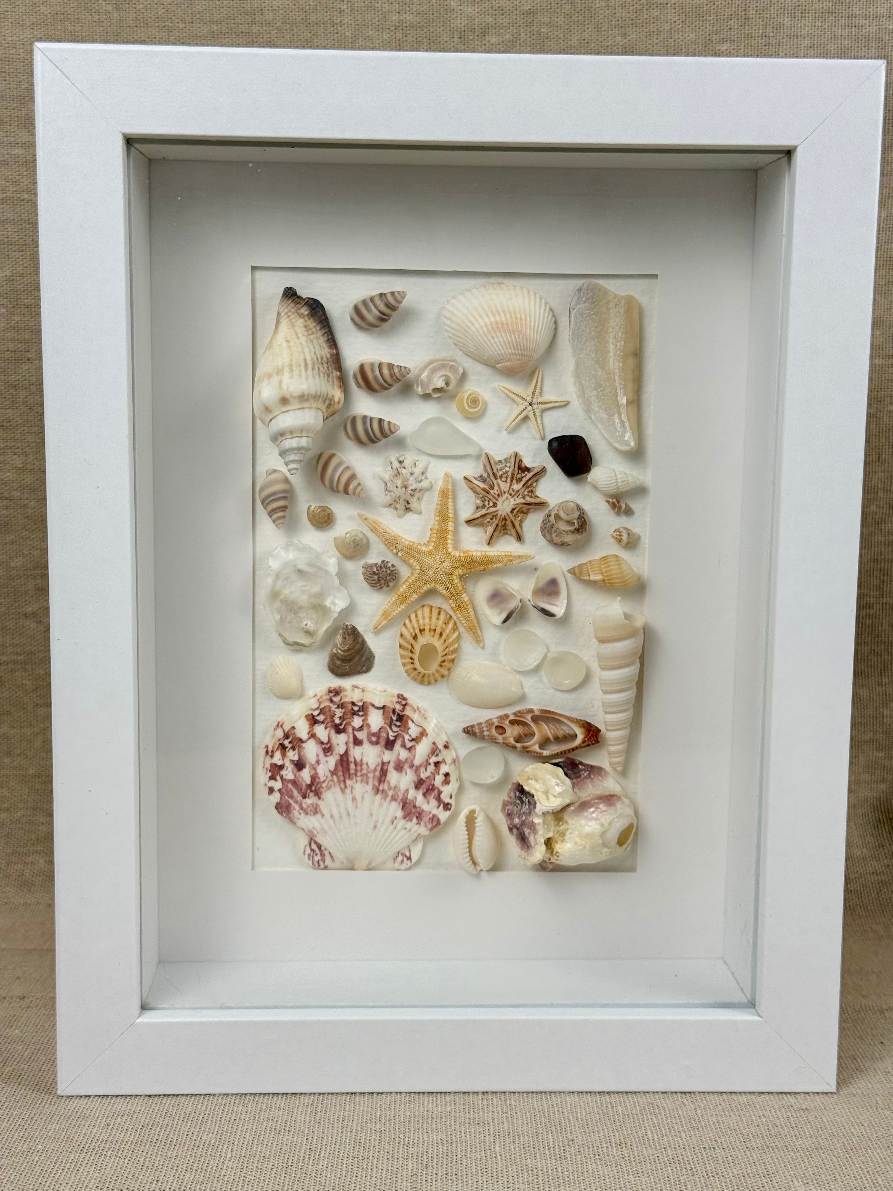 Coastal Seashell Specimen
