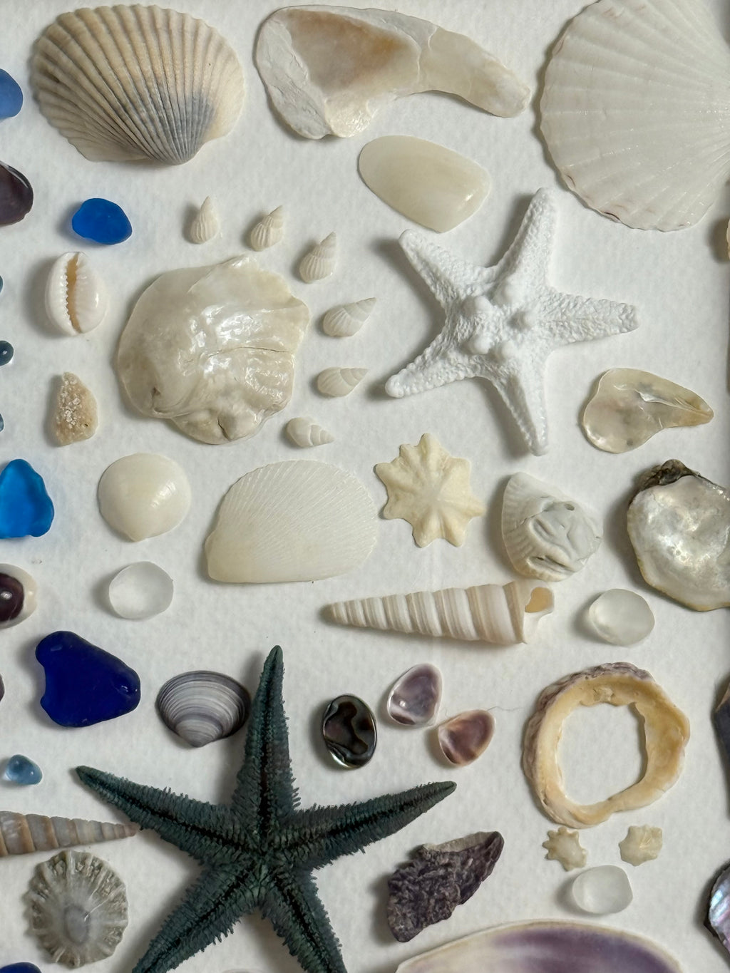 Sea Glass & Shell Collection