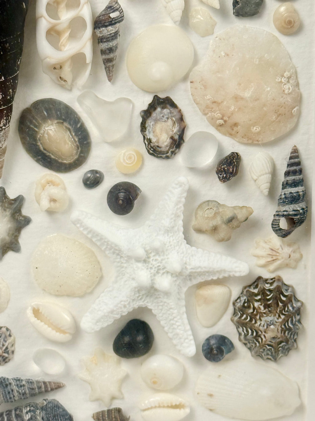 Shell Art – Coastal Collection

Bring a touch of the Australian coast into your home with this delicate handmade shell art.

A beautiful selection of natural seashells, sea glass and a small starfish are carefully arranged in soft shades of white, ivory a