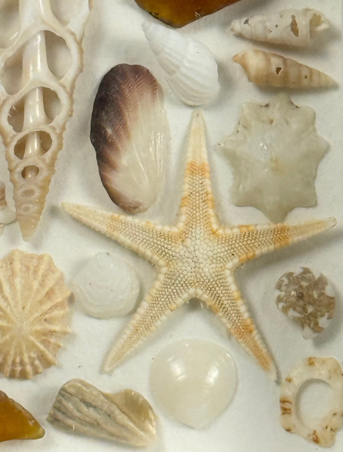 Golden Shore Collection