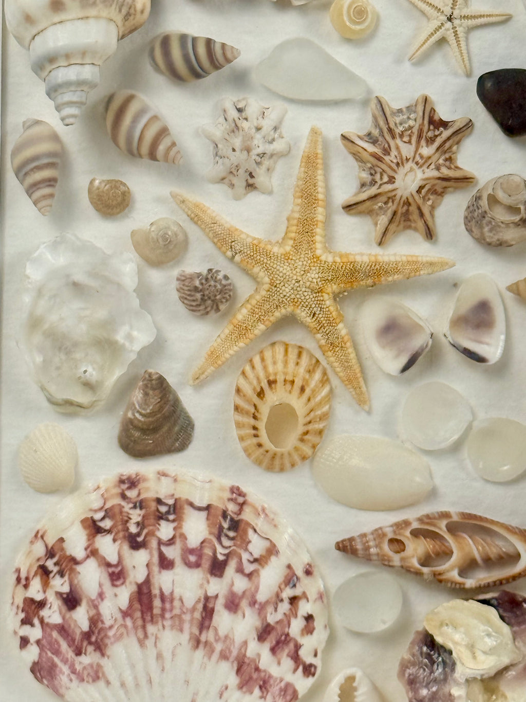 Coastal Seashell Specimen