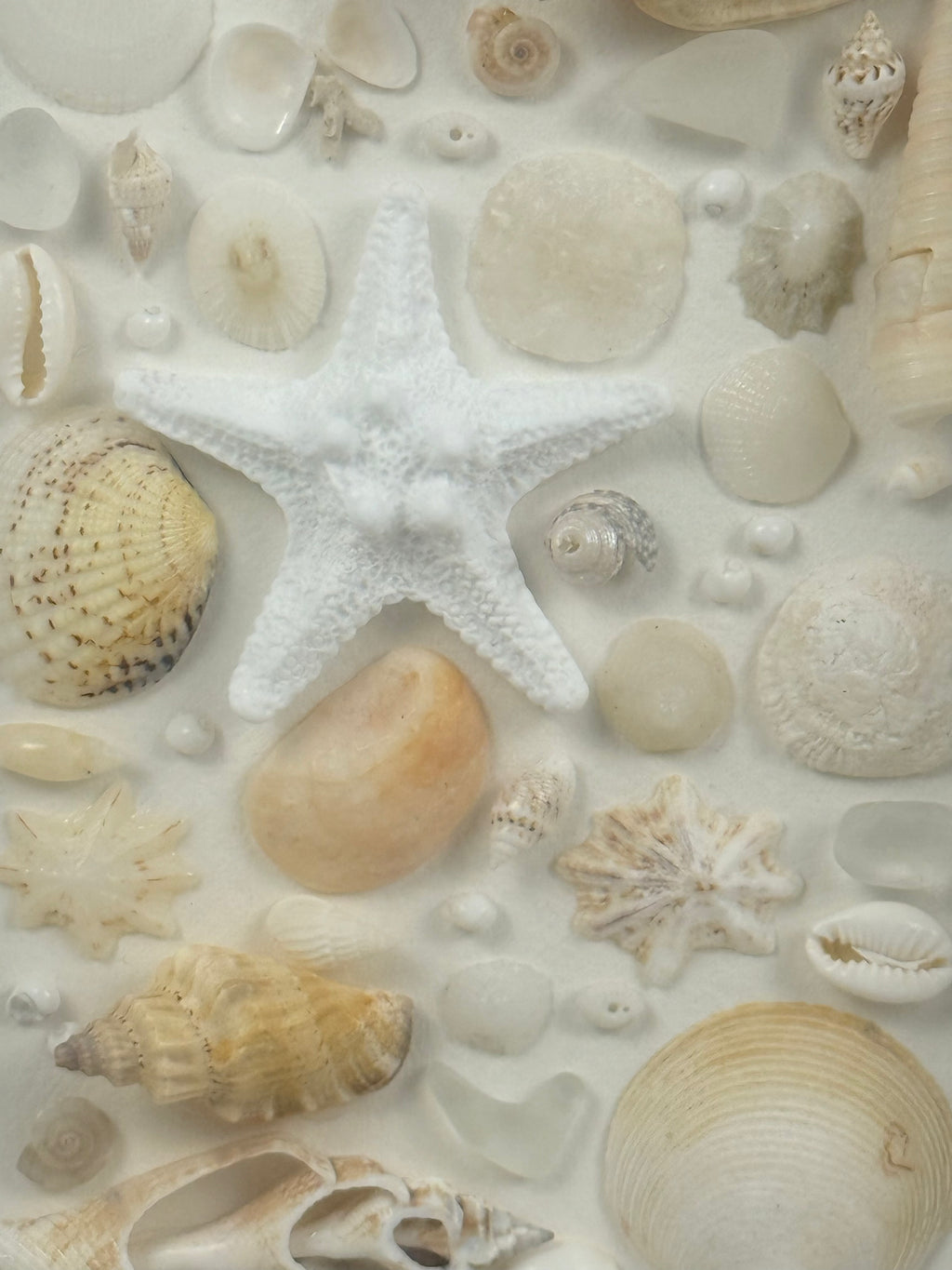 White Coastal Shell Art
