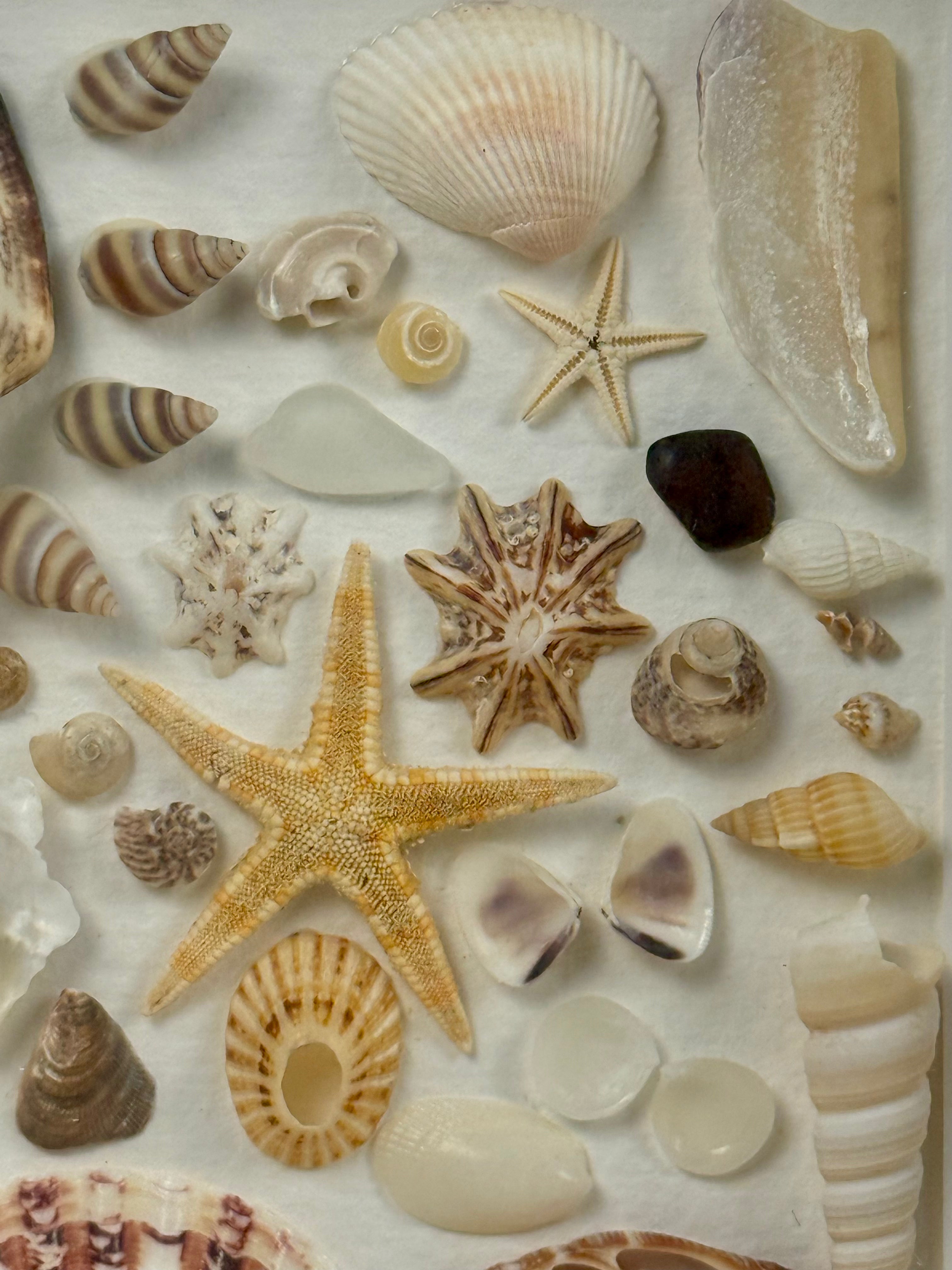 Coastal Seashell Specimen
