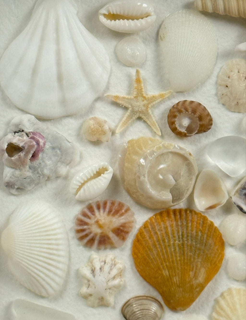 Sea Treasures Collection