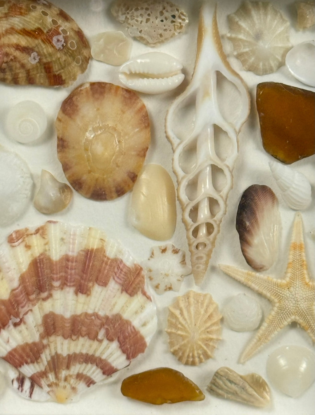 Golden Shore Collection