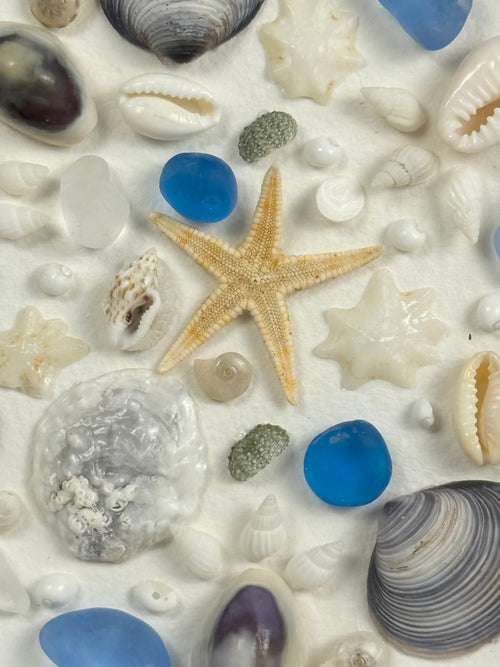 Blue & White Coastal Seashell Art