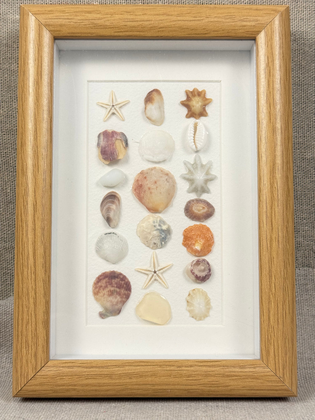 Natural Shell Specimen Fram