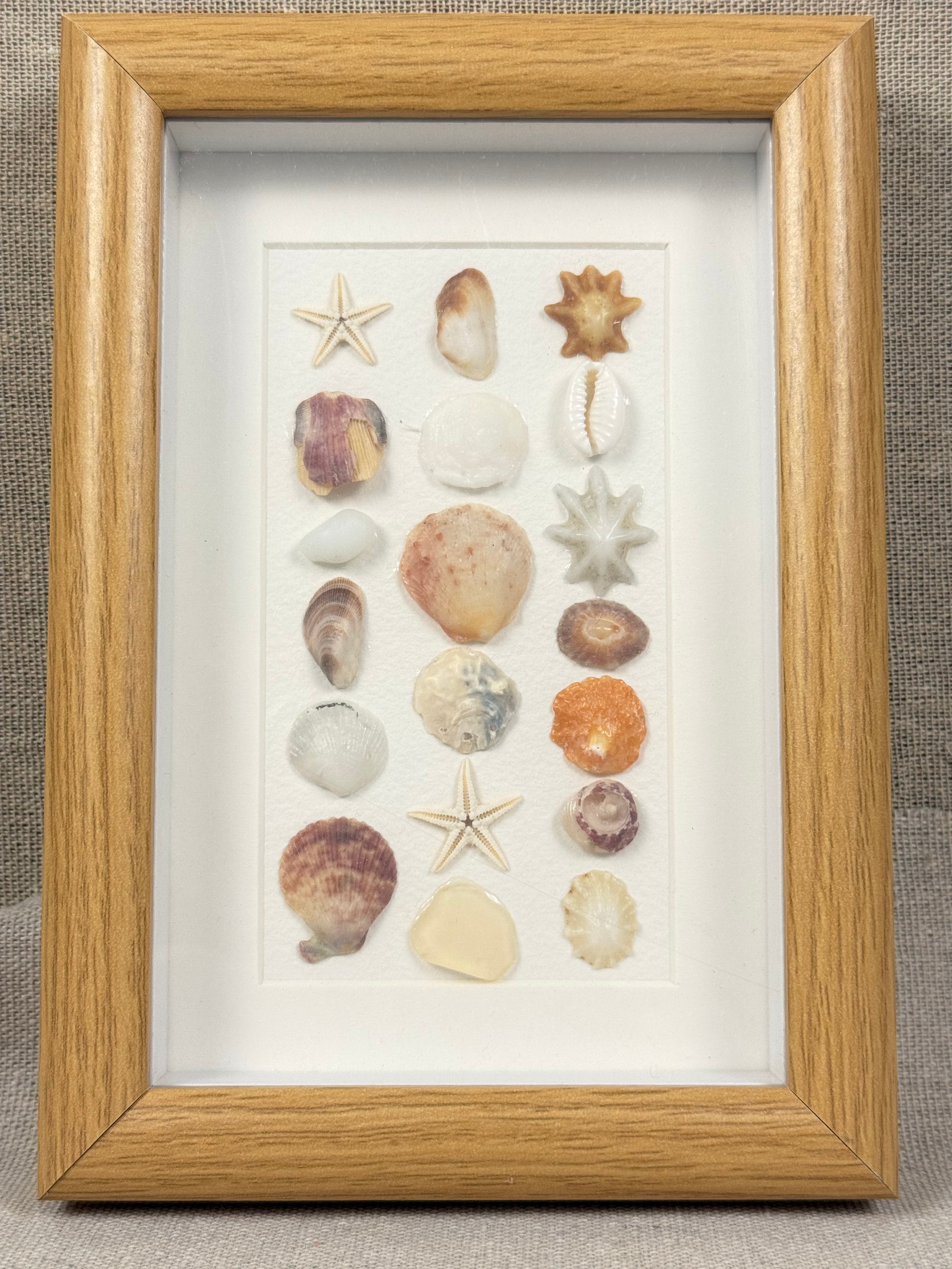 Natural Shell Specimen Fram