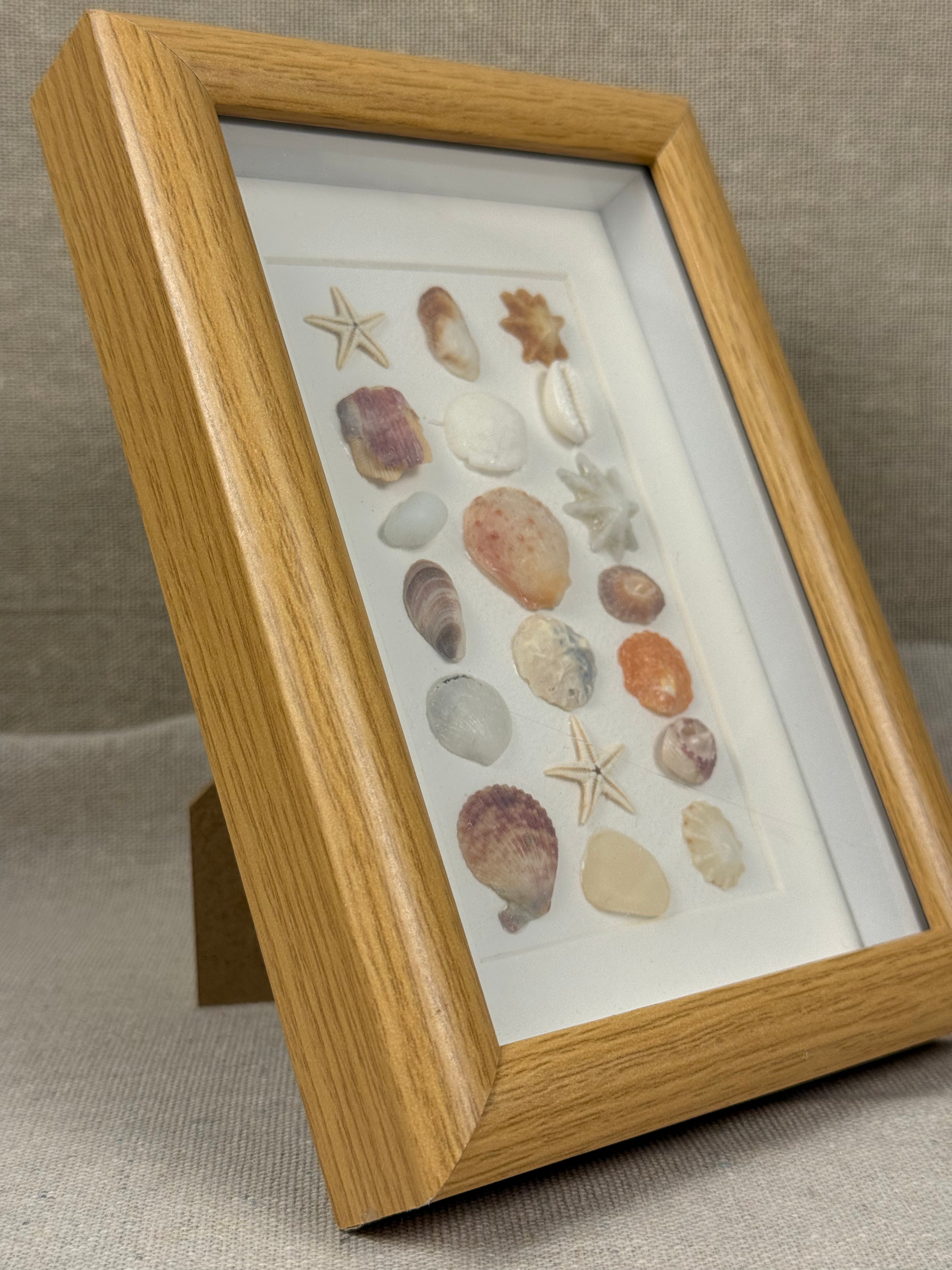 Natural Shell Specimen Fram