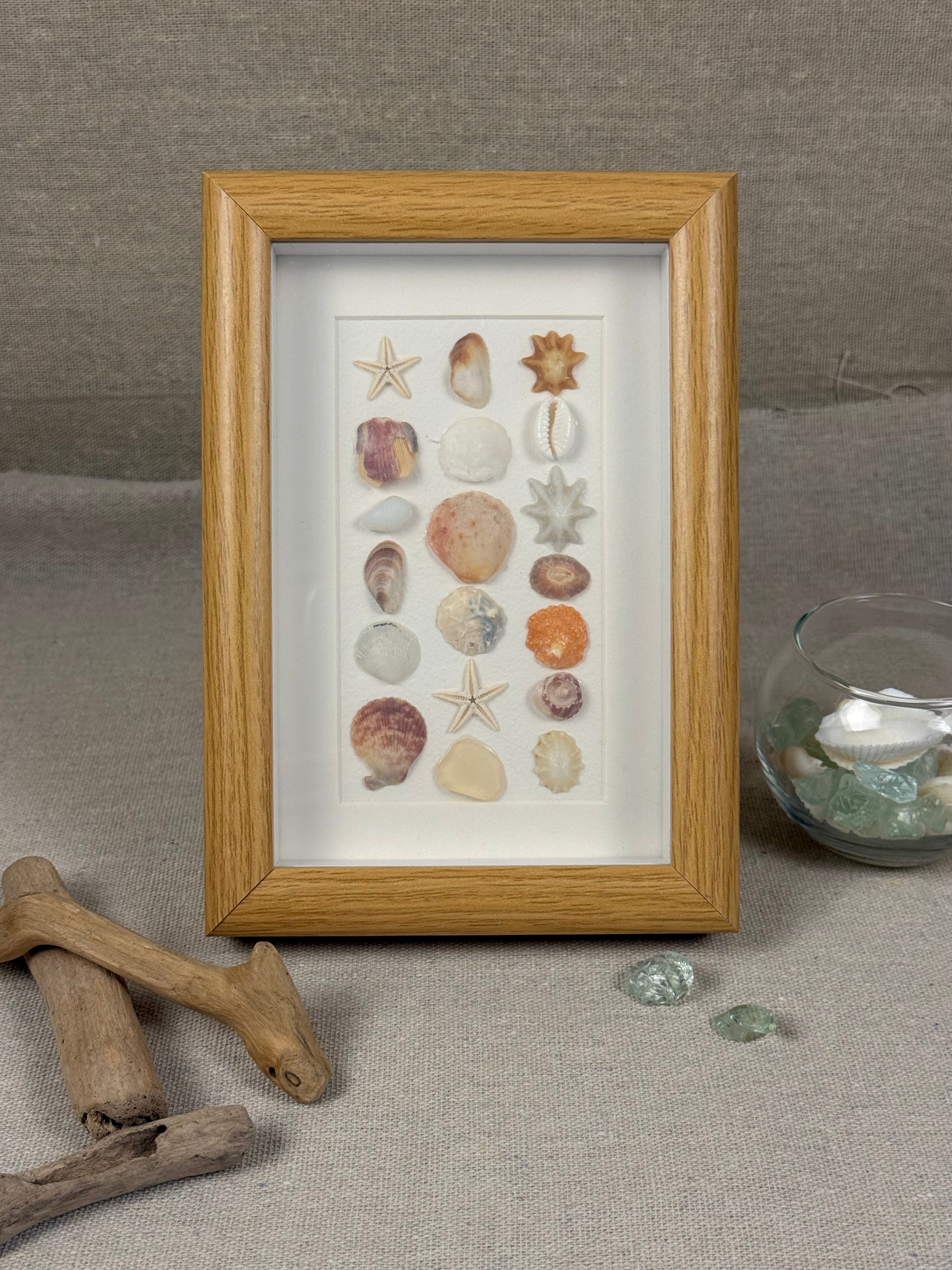 Natural Shell Specimen Fram