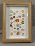 Ocean Treasure Specimen Fram