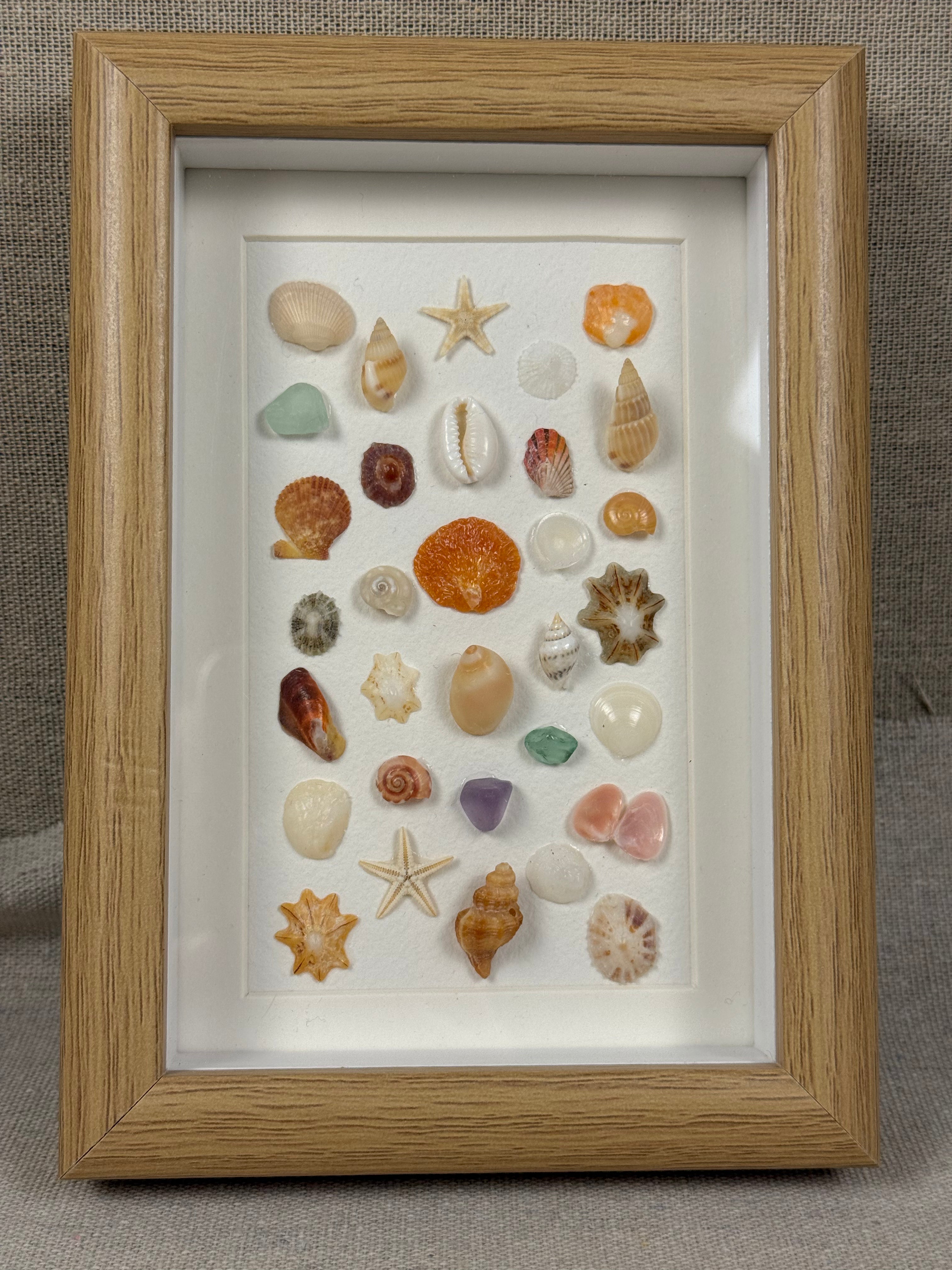 Ocean Treasure Specimen Fram