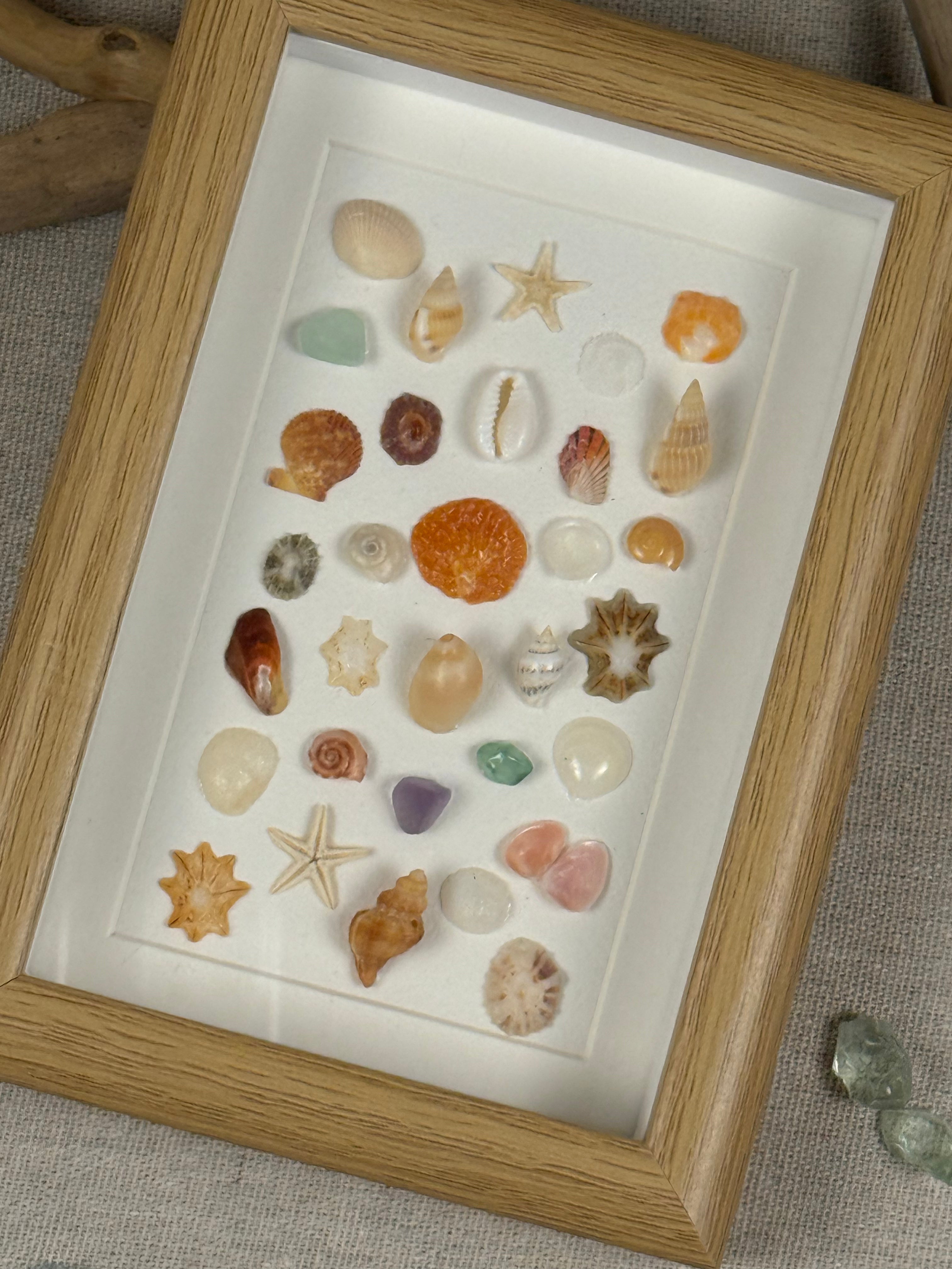 Ocean Treasure Specimen Fram