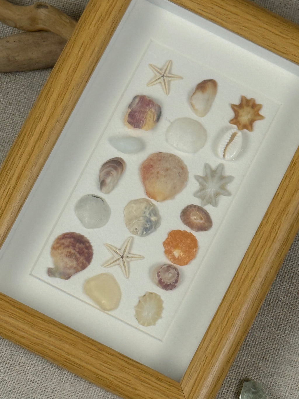 Natural Shell Specimen Fram