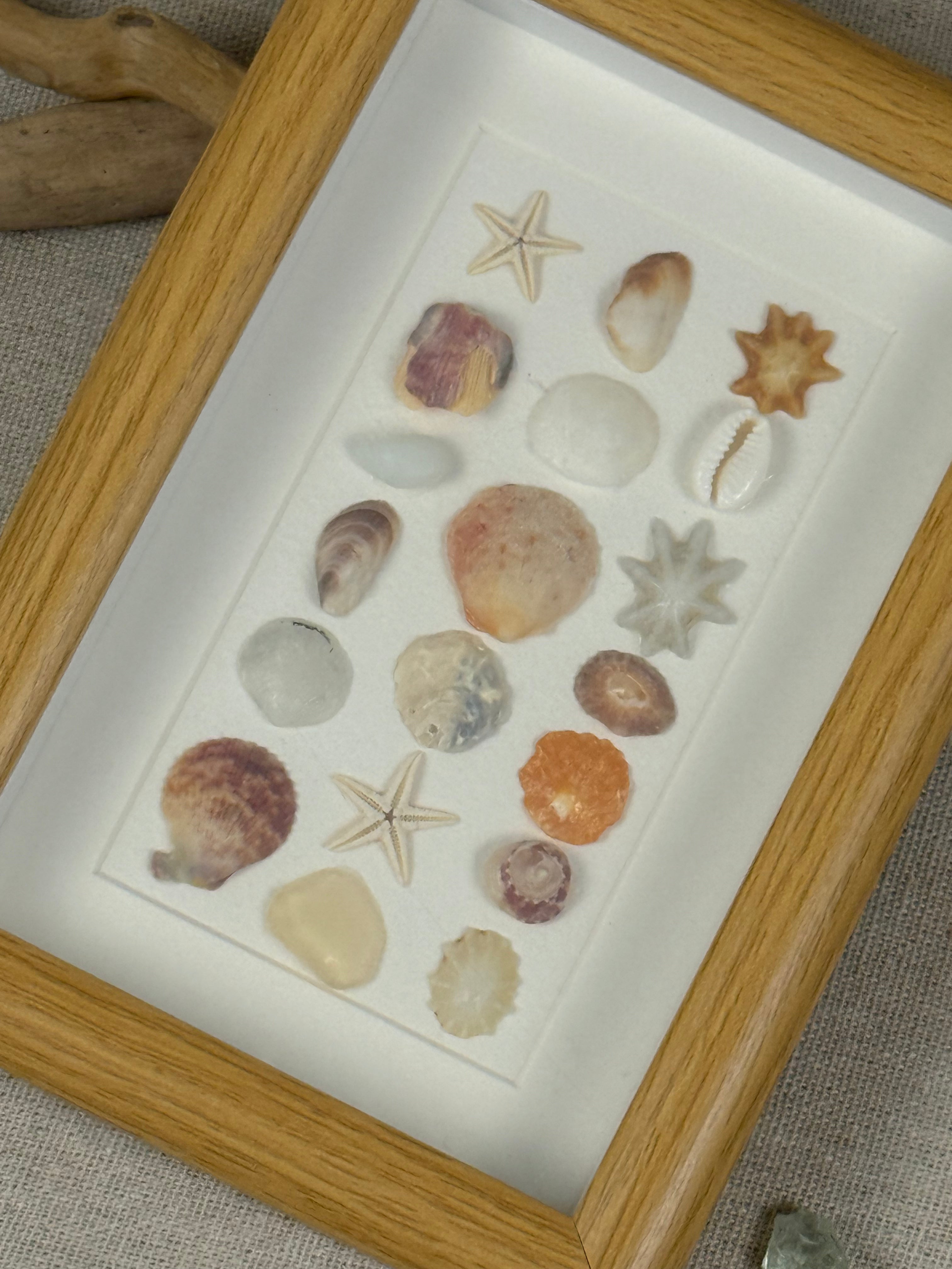 Natural Shell Specimen Fram