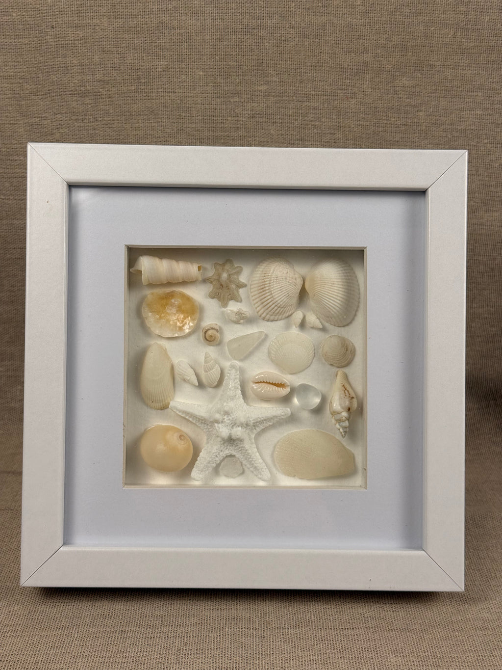 Ivory Seashell Collection