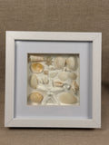 Ivory Seashell Collection