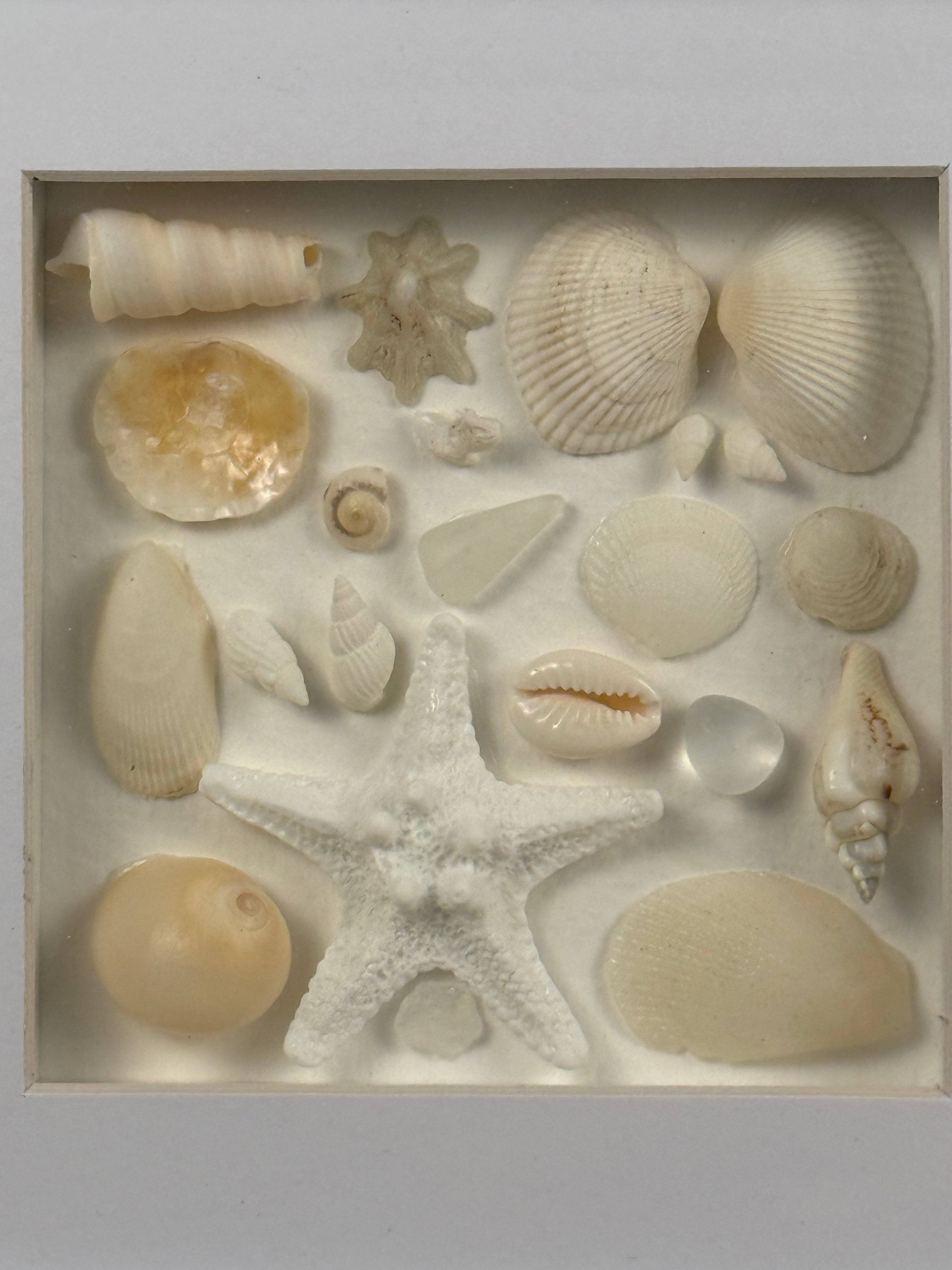 Ivory Seashell Collection
