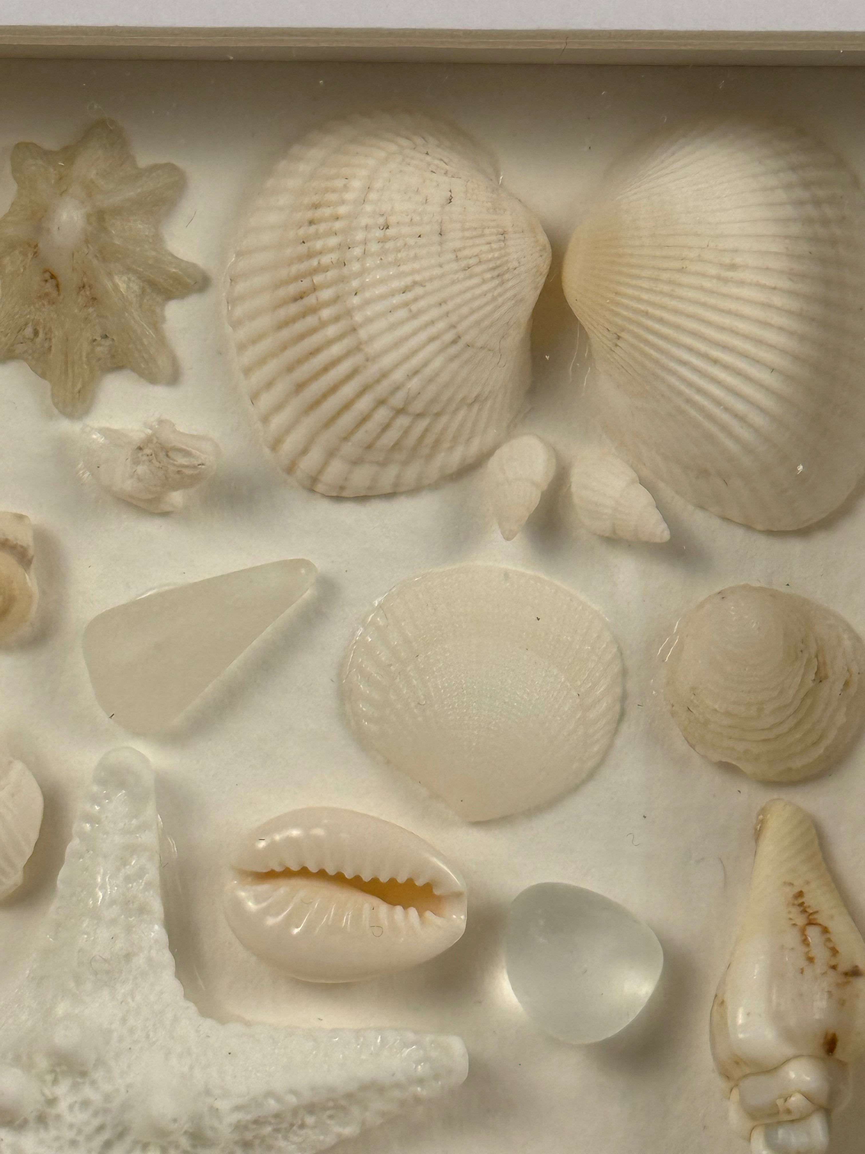 Ivory Seashell Collection