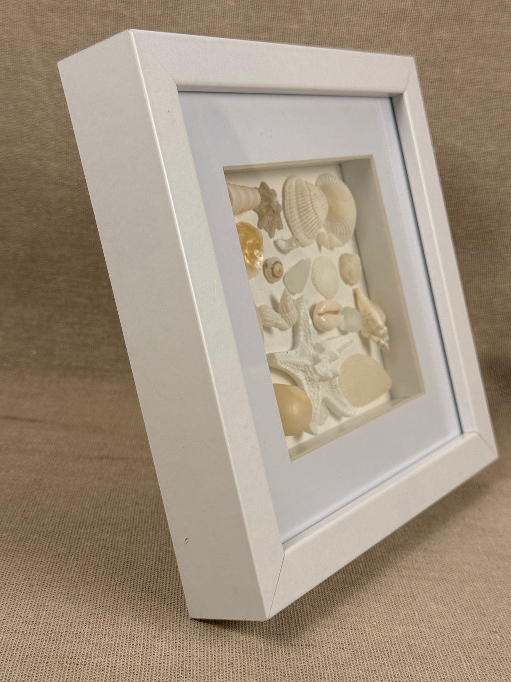 Ivory Seashell Collection