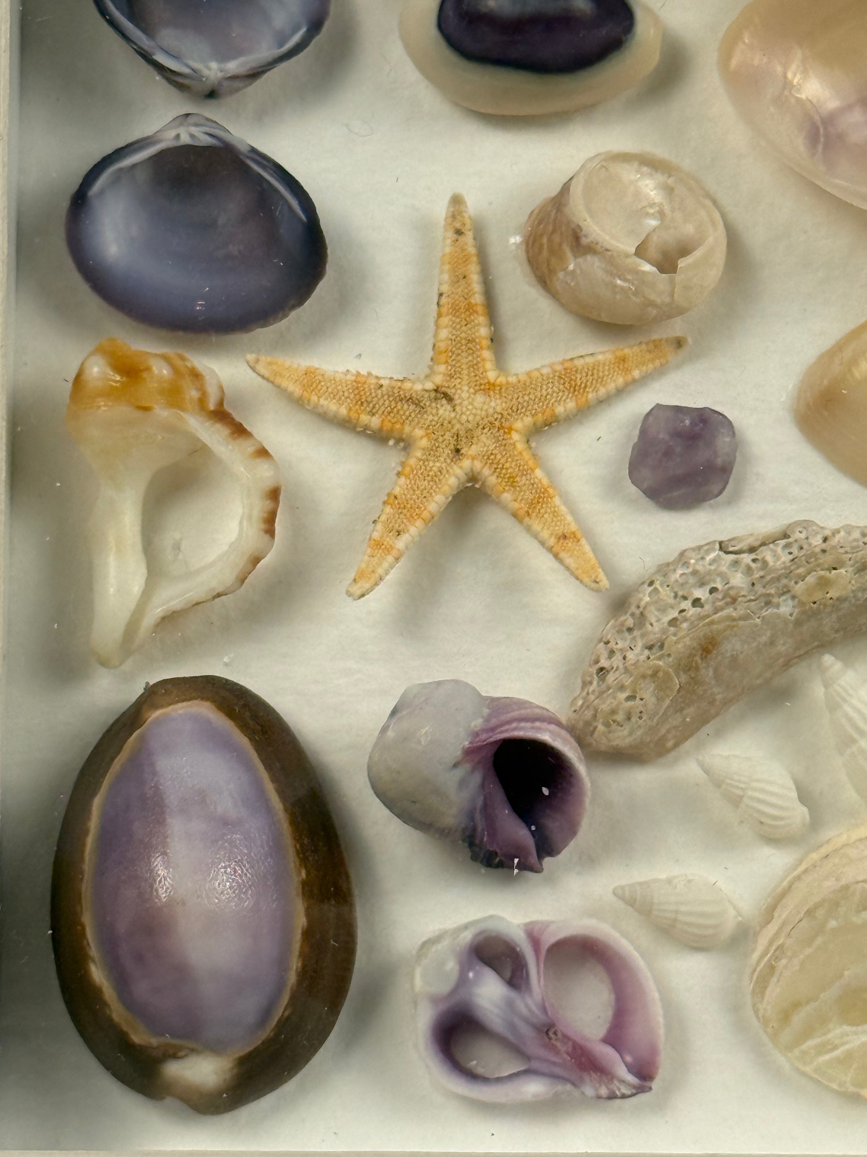 Purple Tides Collection